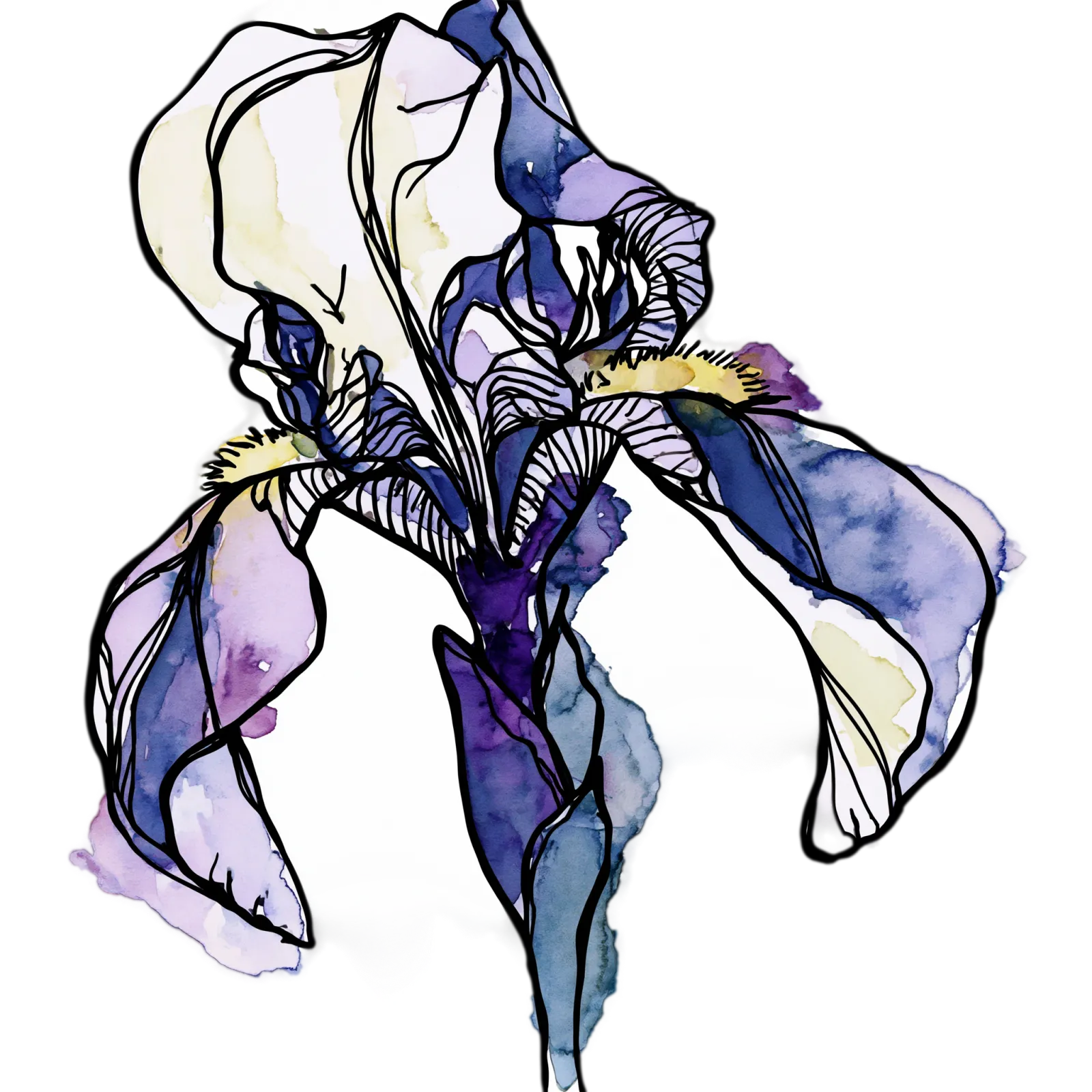 Iris