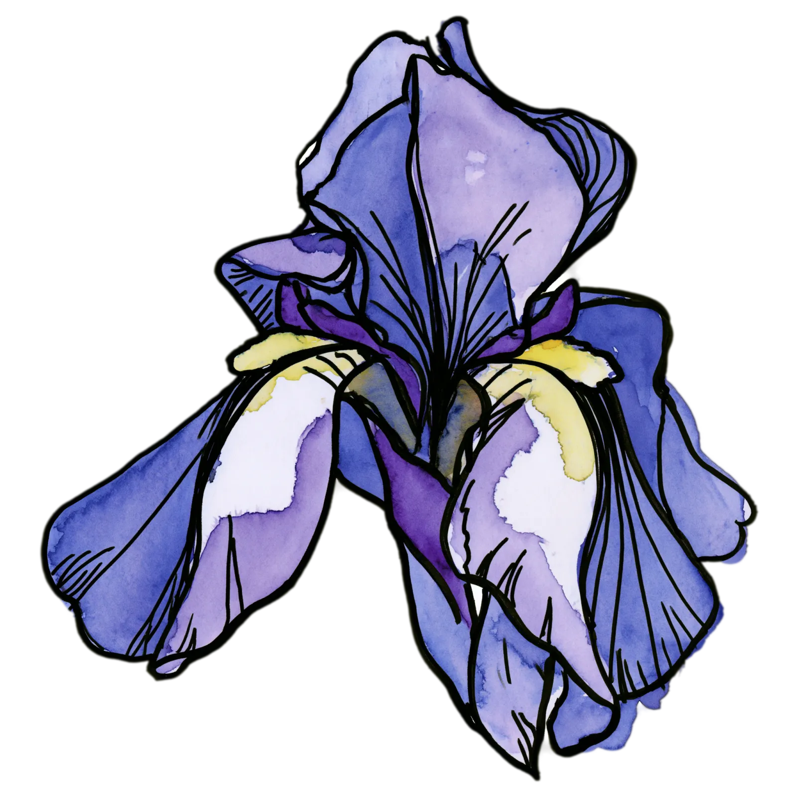Iris