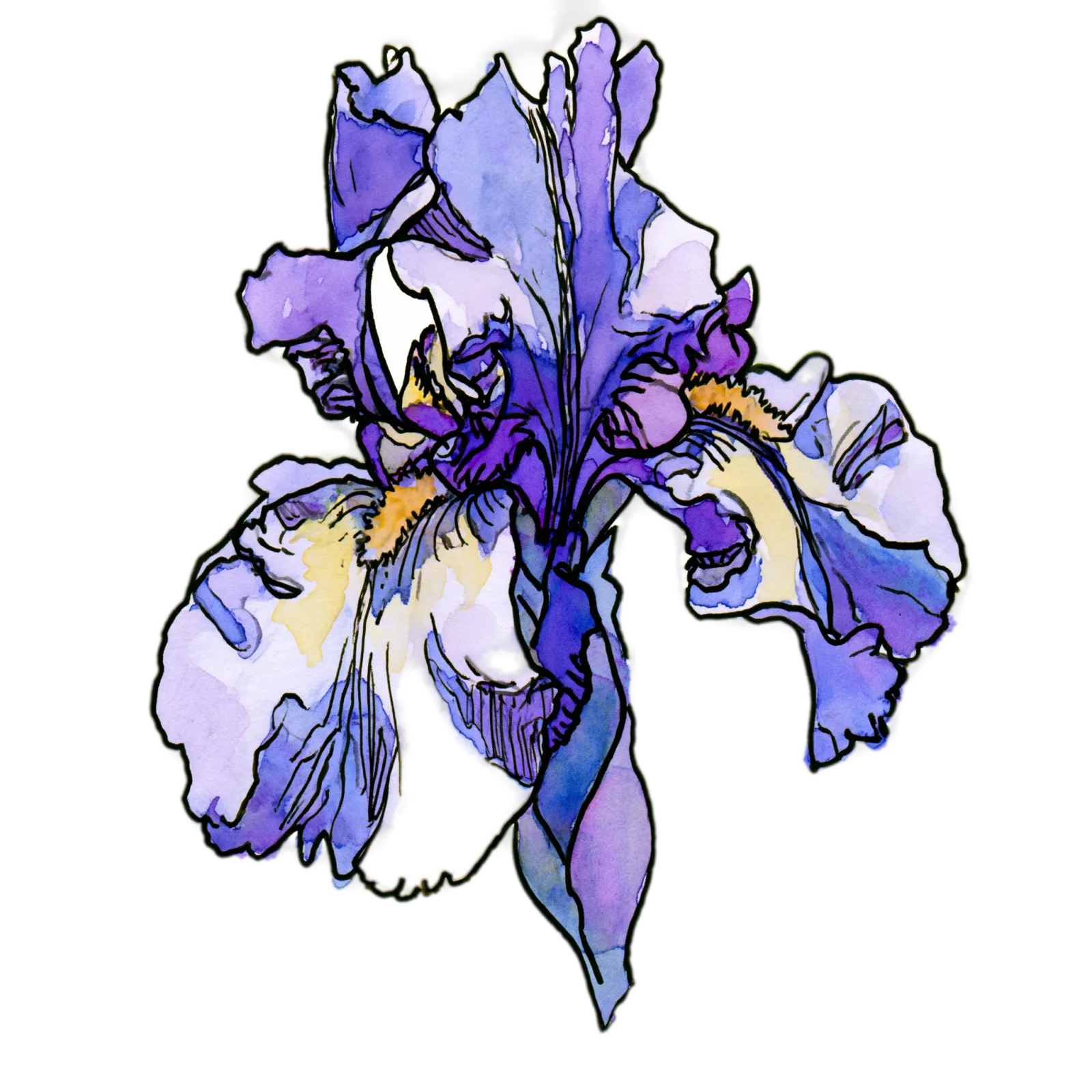 Iris