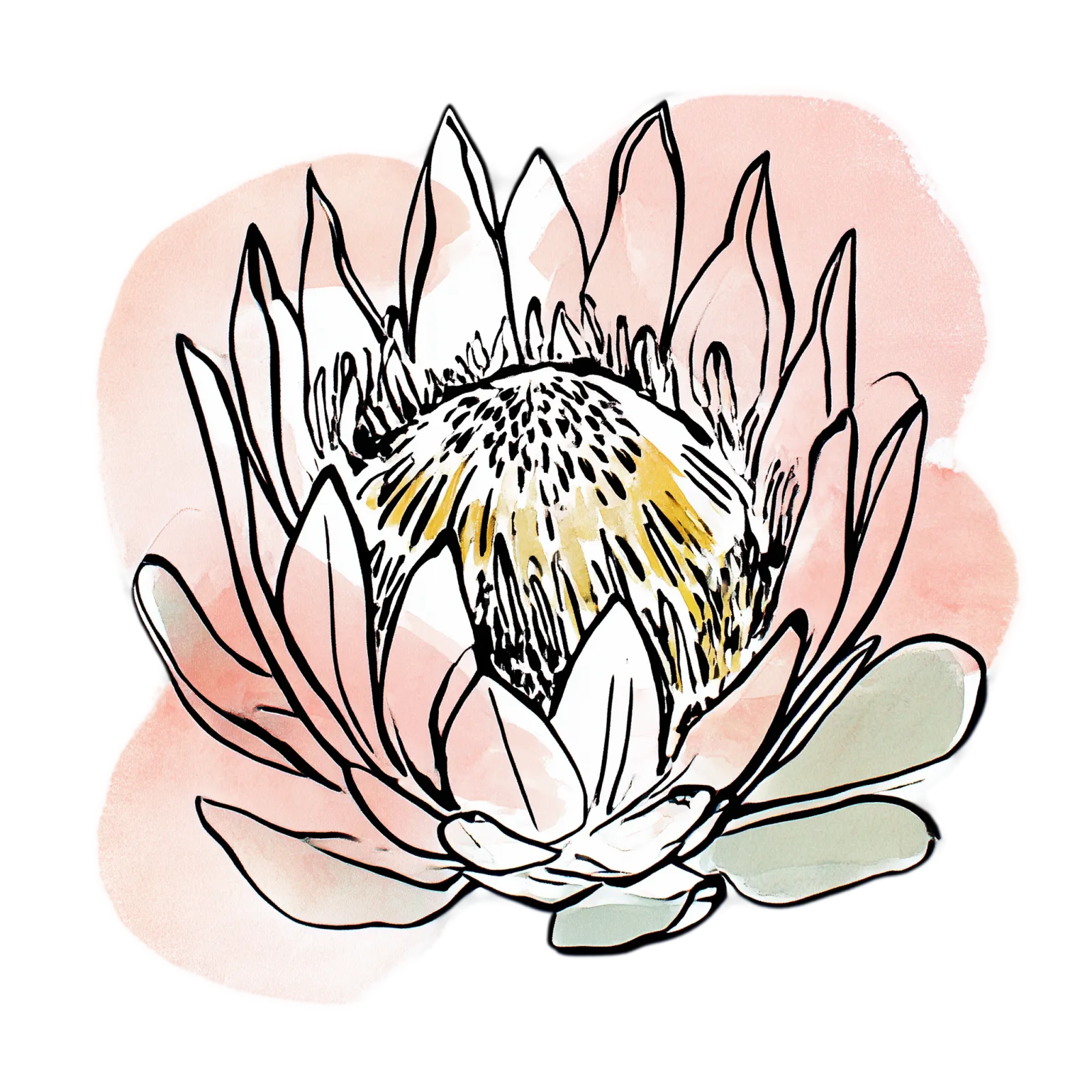King Protea