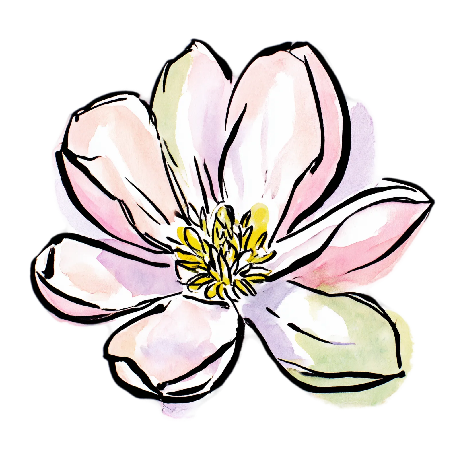 Magnolia