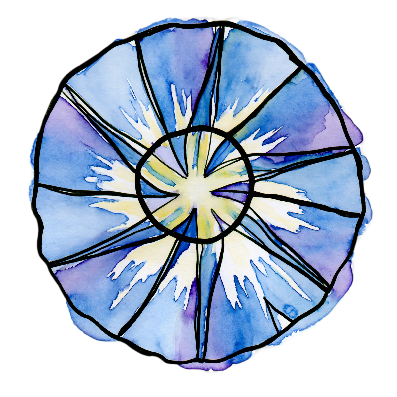 Morning Glory
