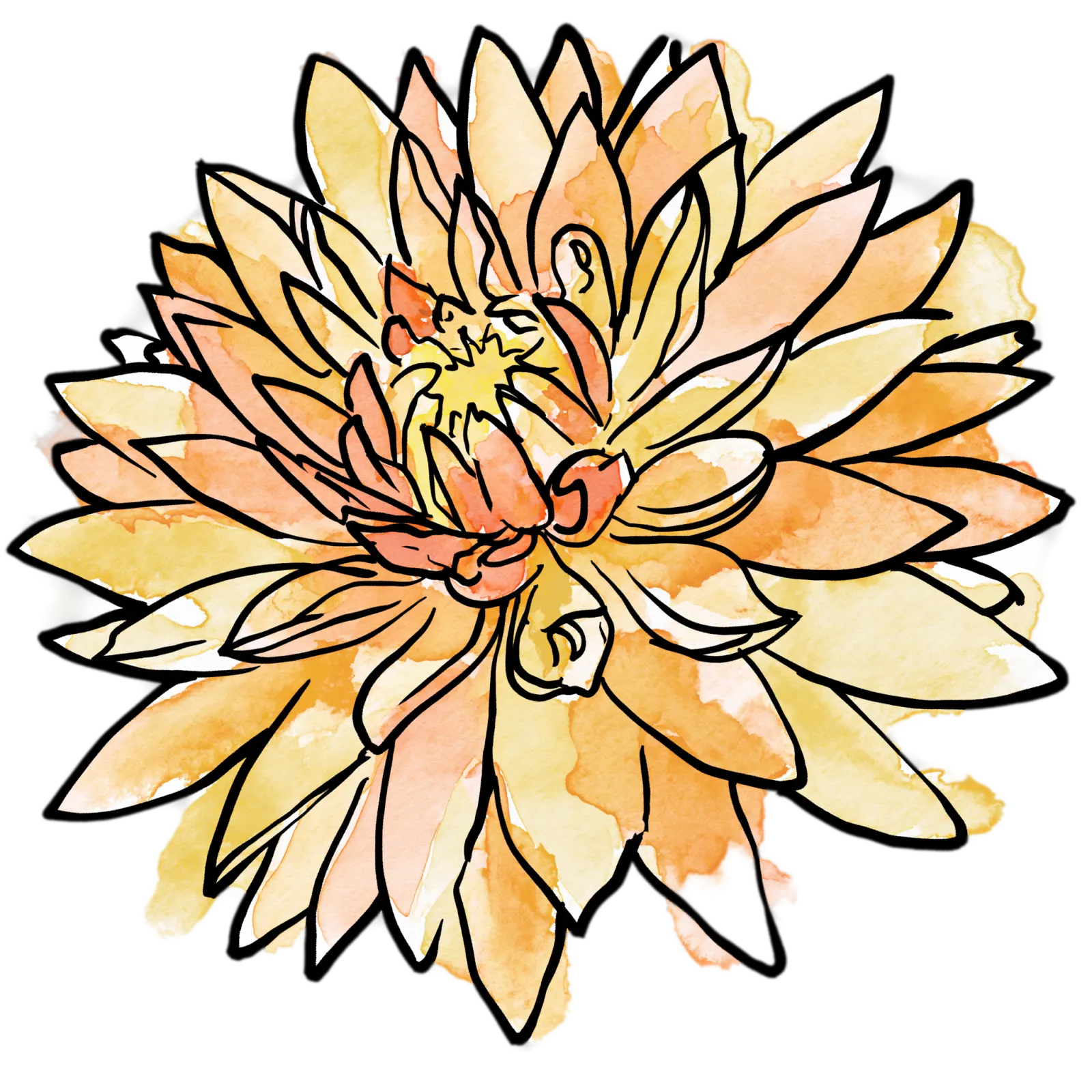 Orange Dahlia