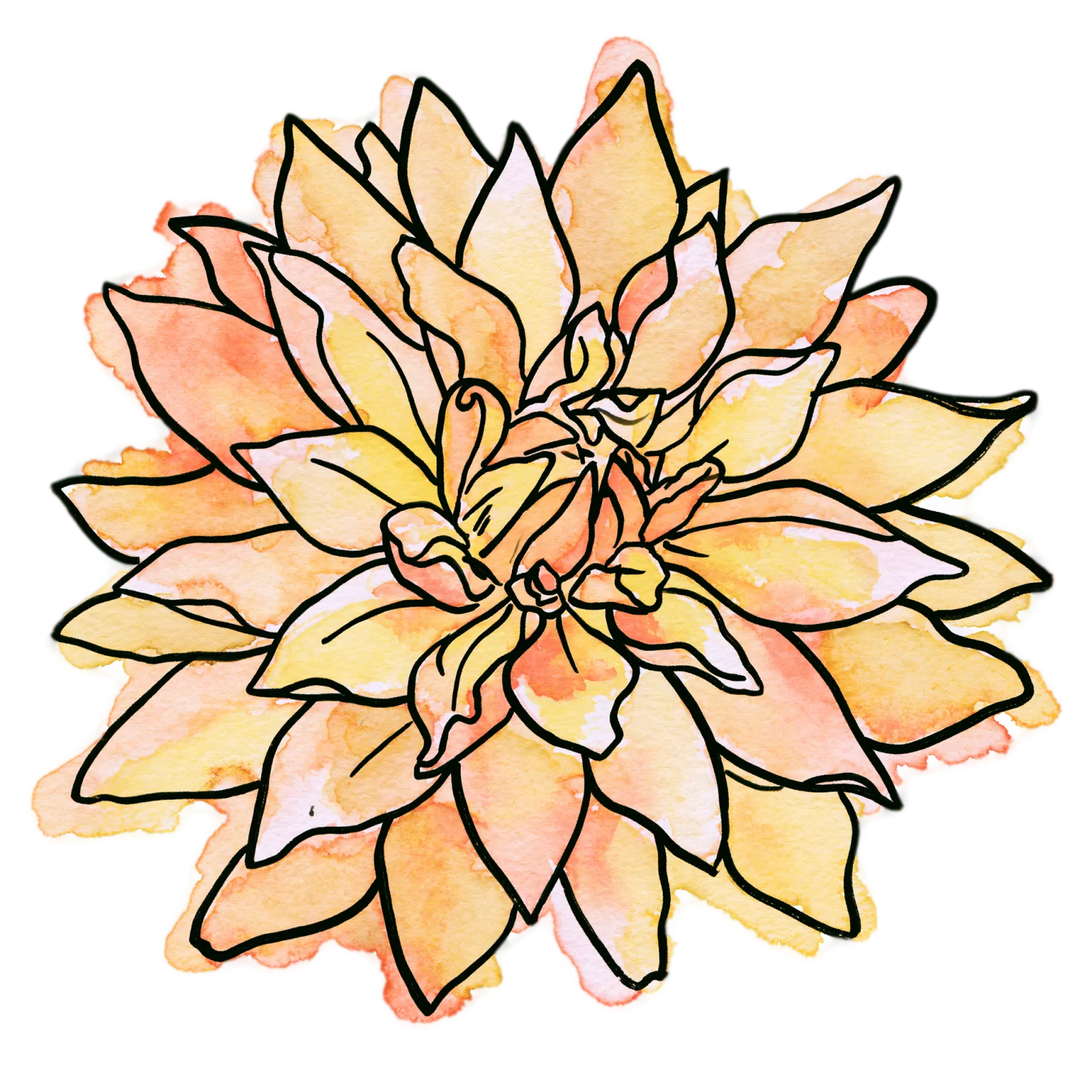 Orange Dahlia