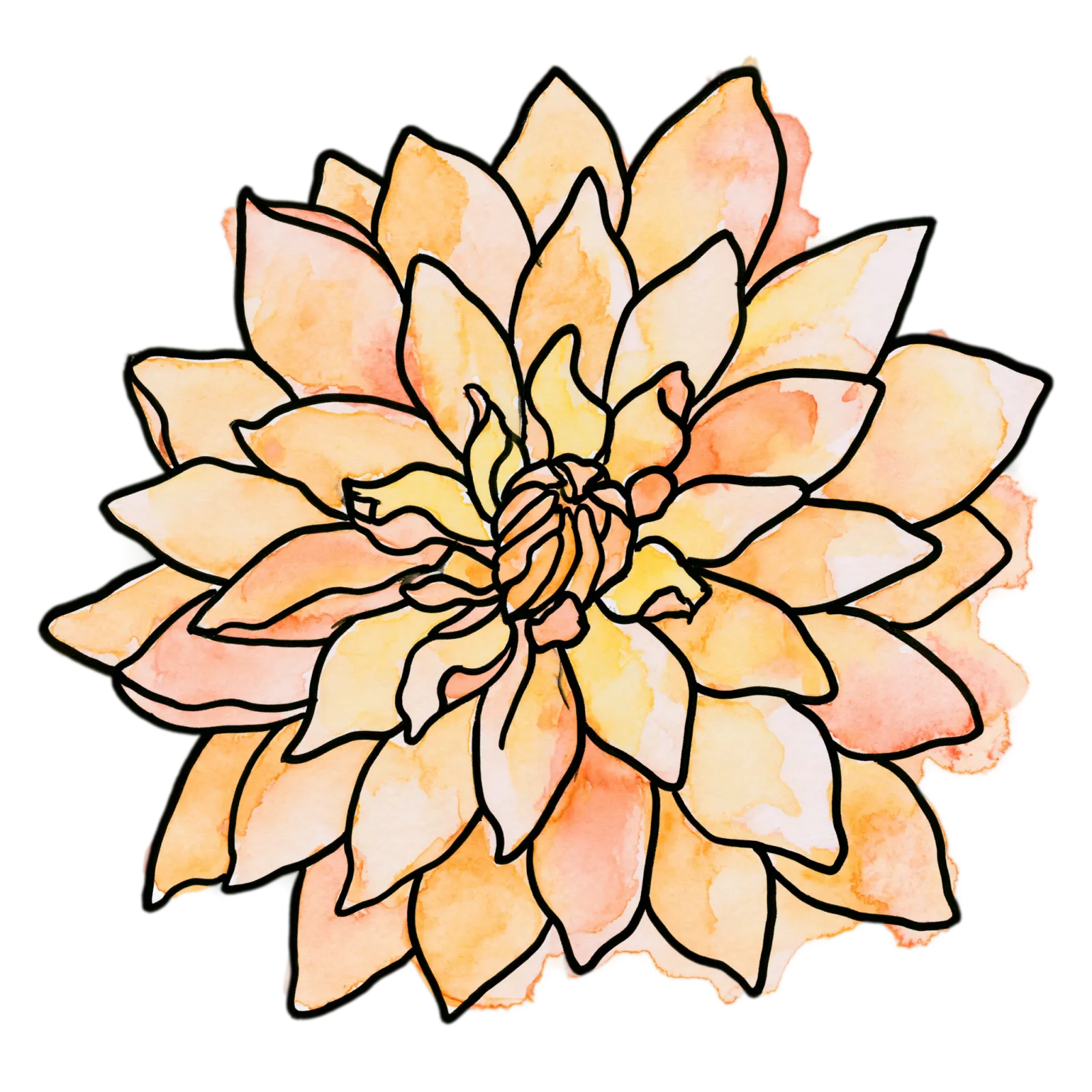 Orange Dahlia