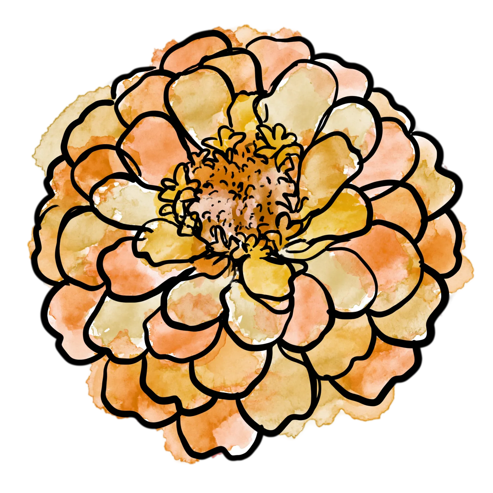 Orange Zinnia