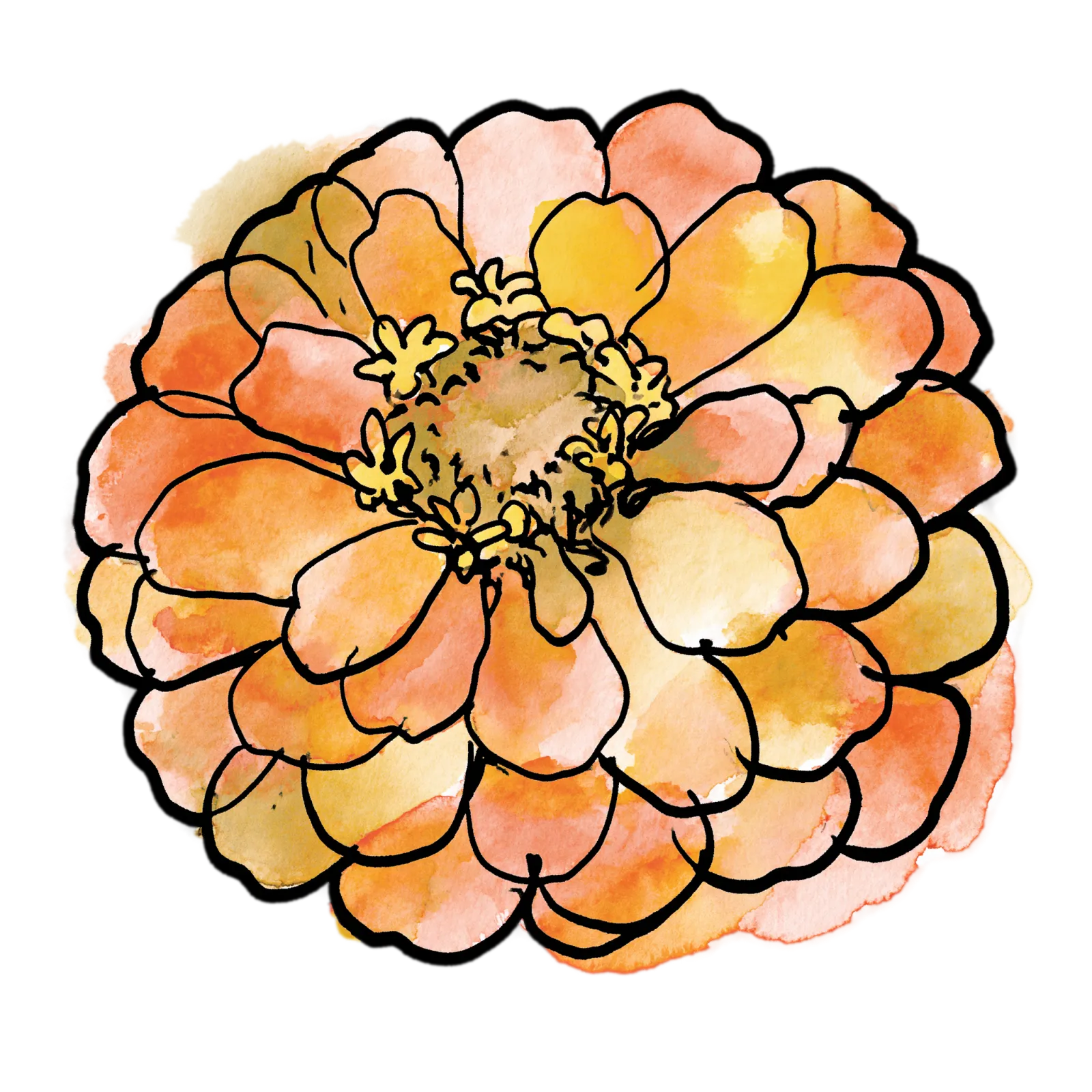 Orange Zinnia