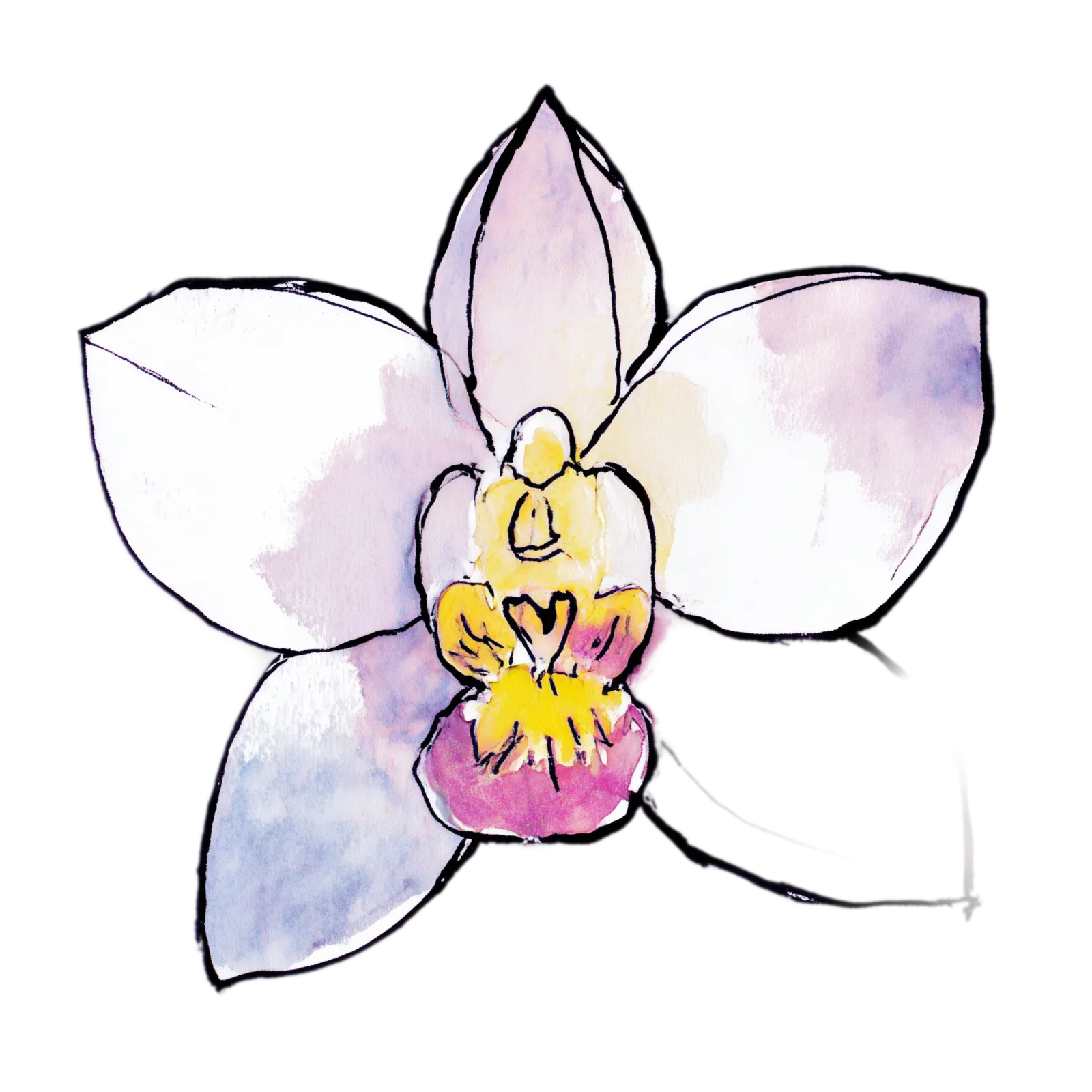 Orchid