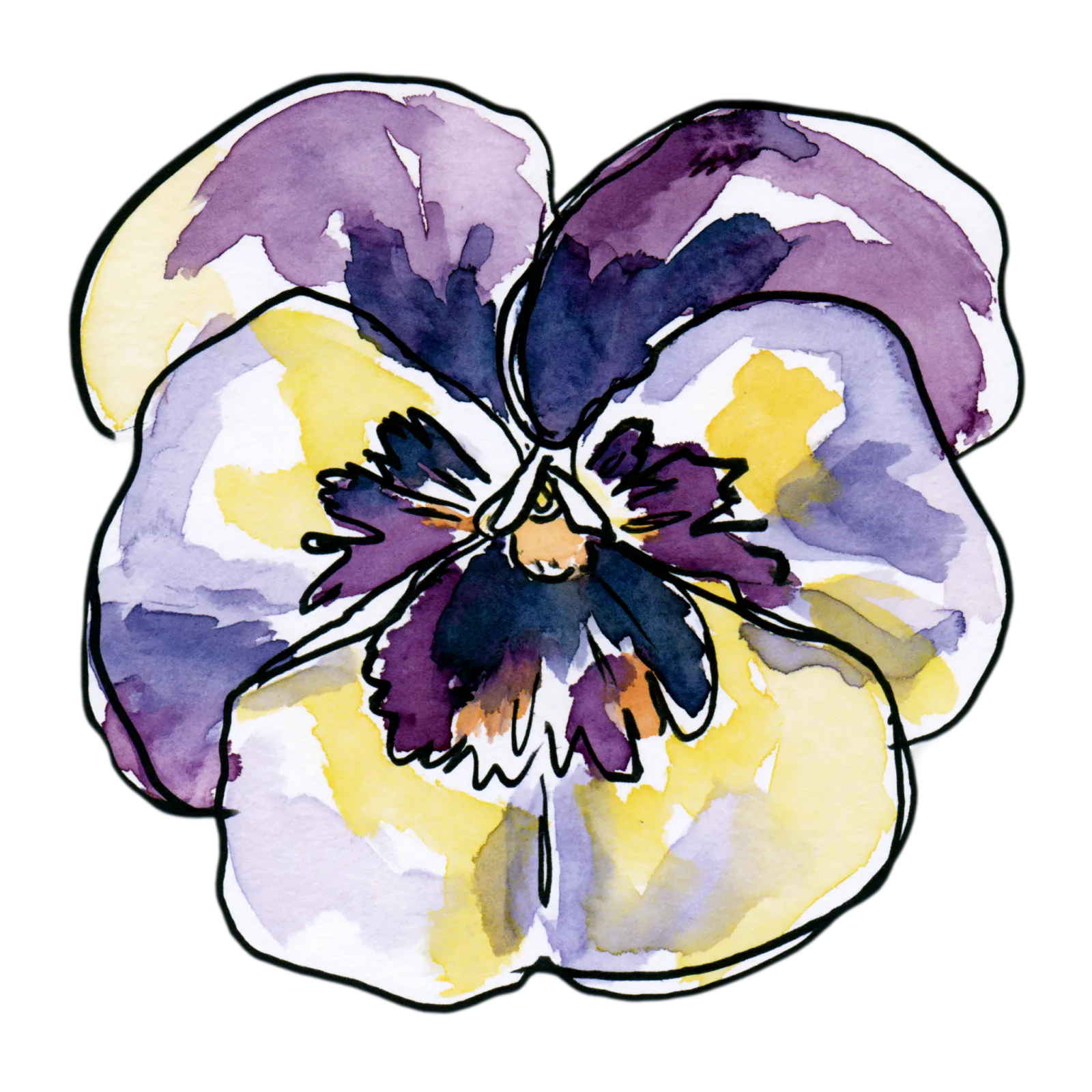 Pansy
