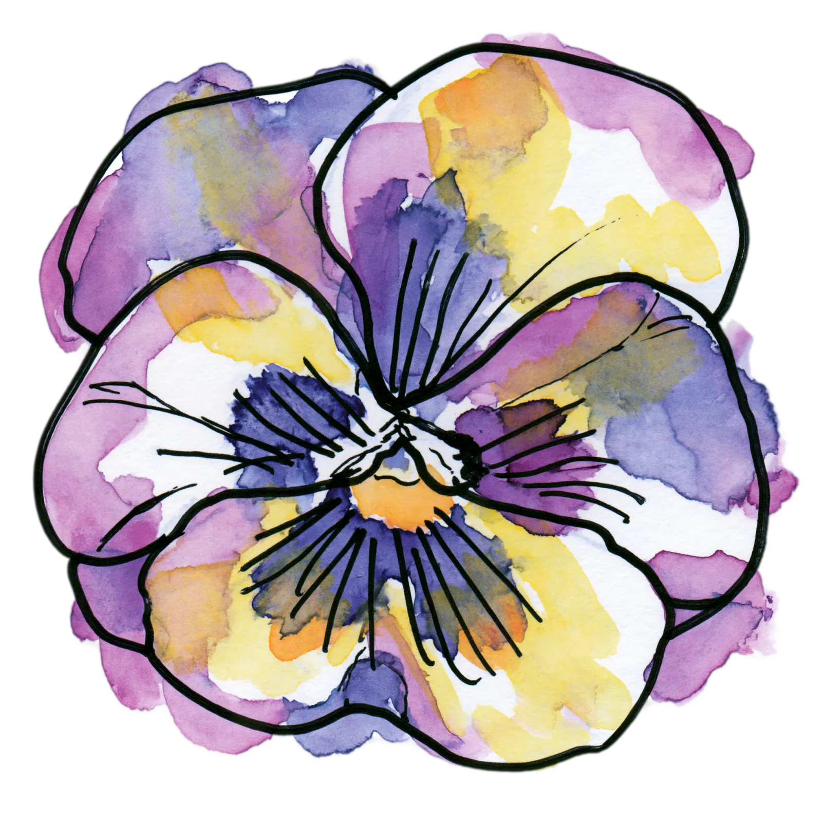 Pansy