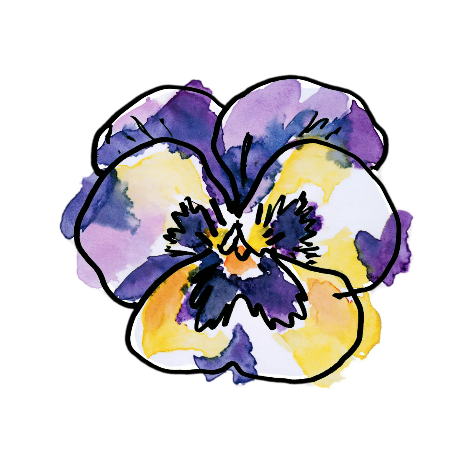 Pansy