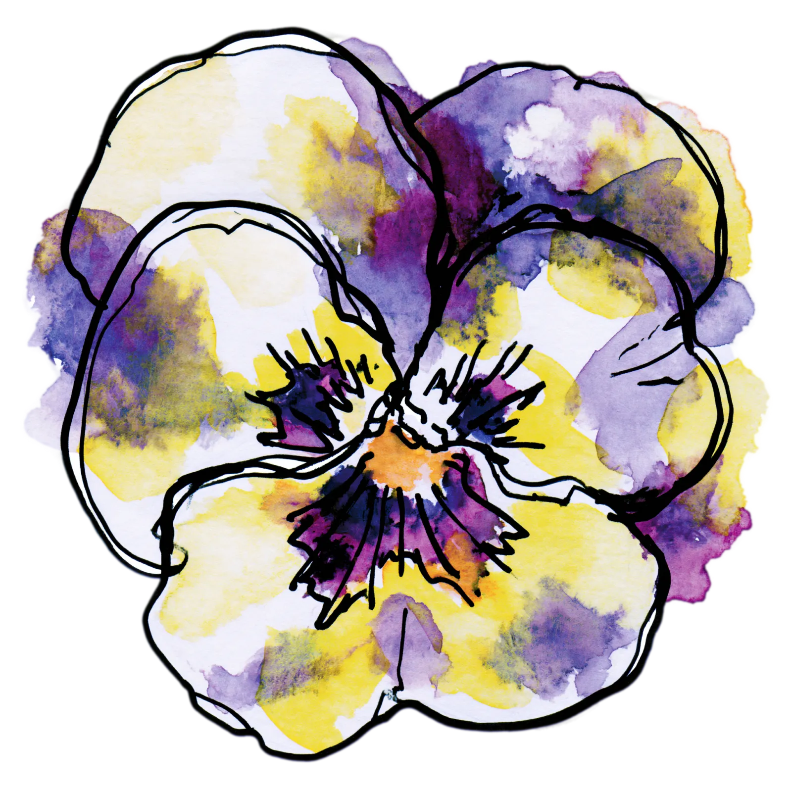 Pansy