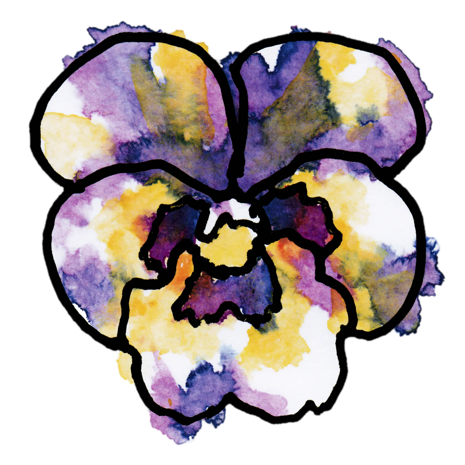 Pansy