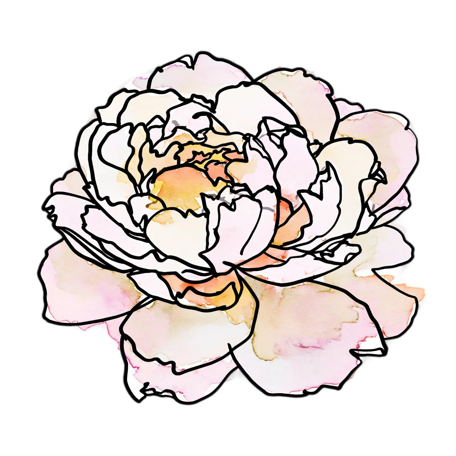Peony