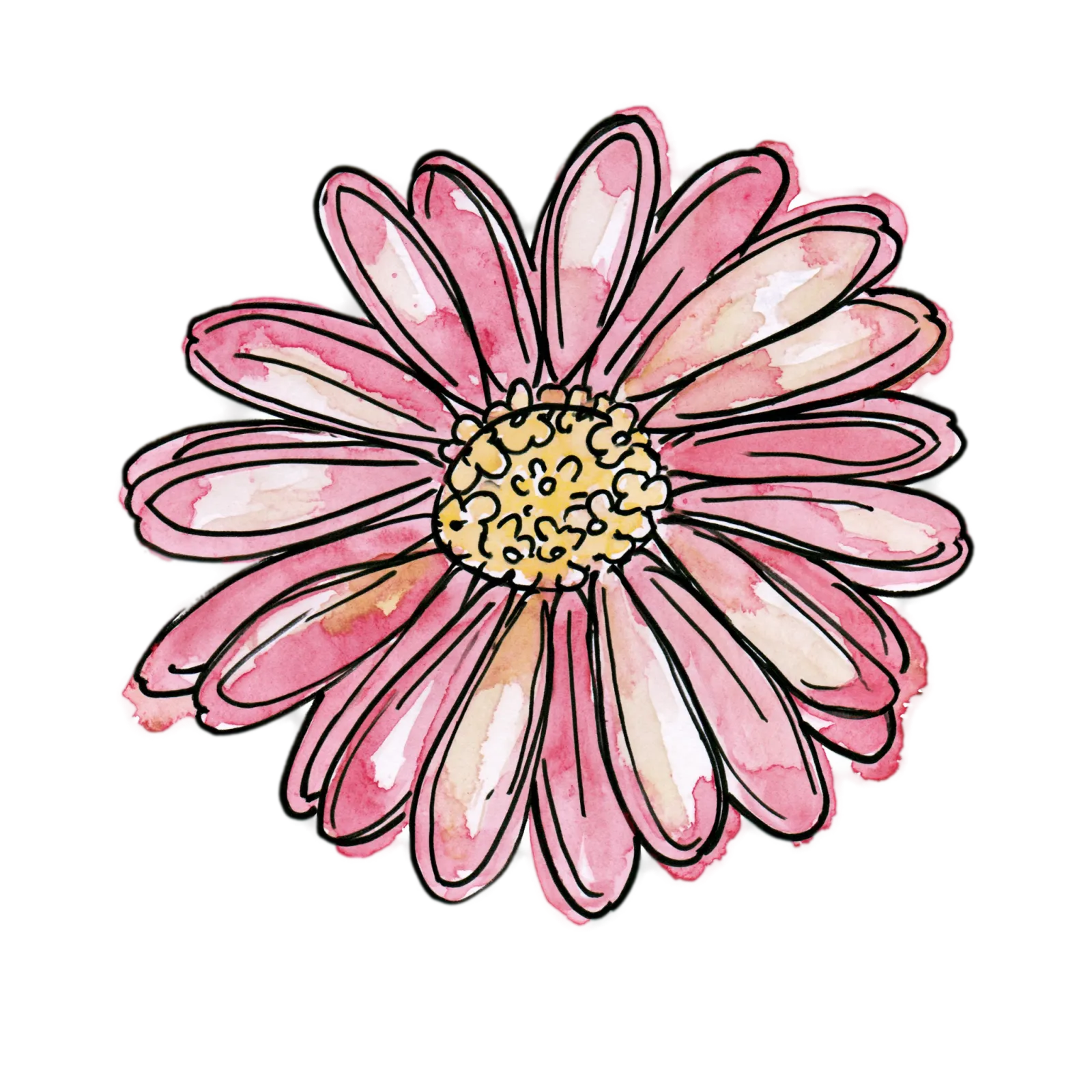 Pink Daisy