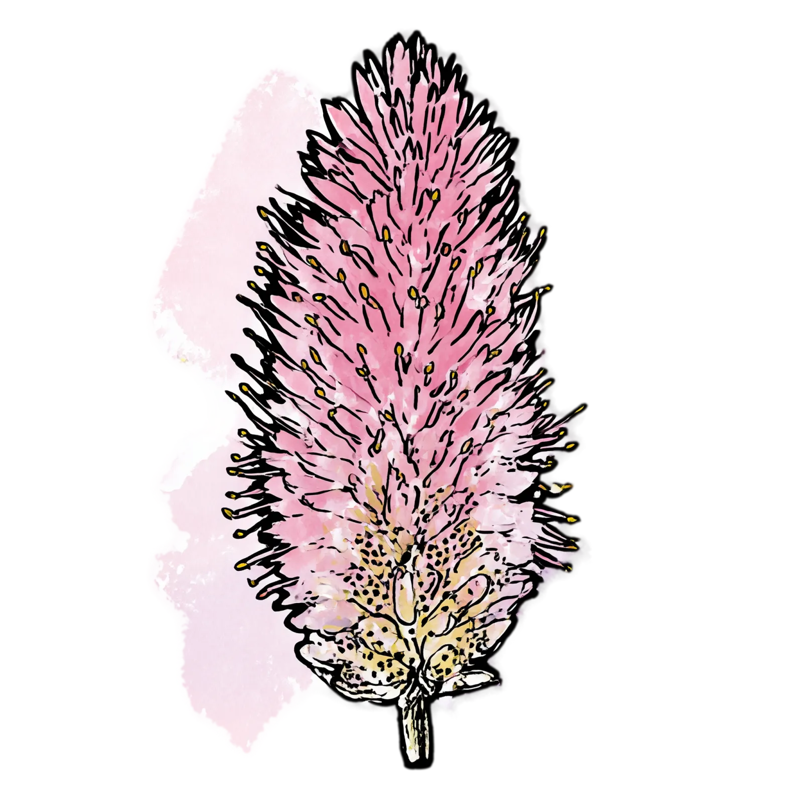 Pink Mulla Mulla