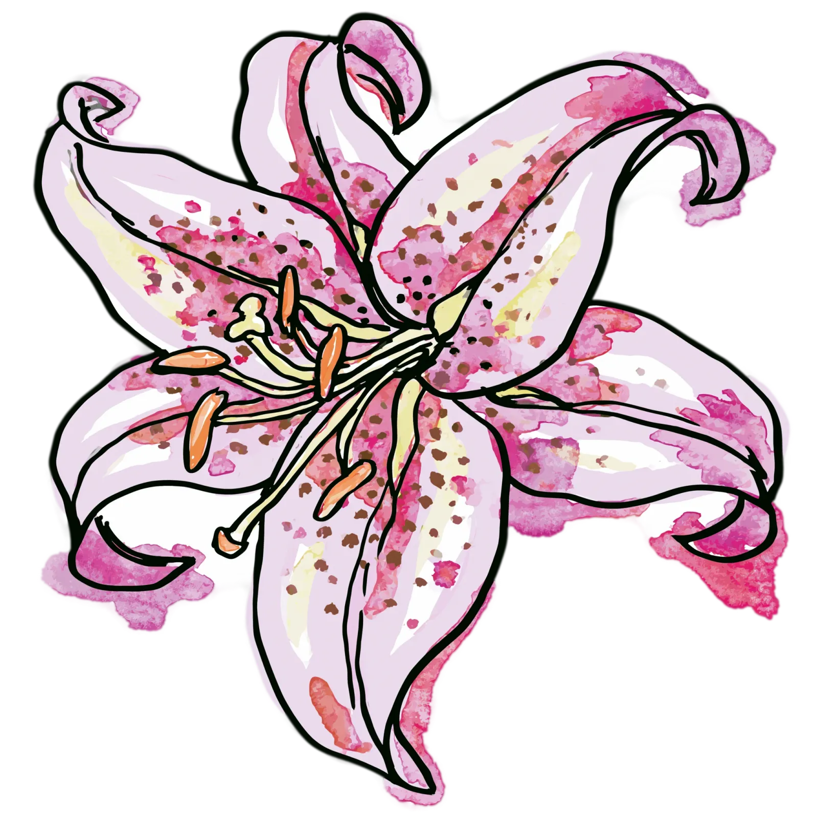 Pink Stargazer Lily