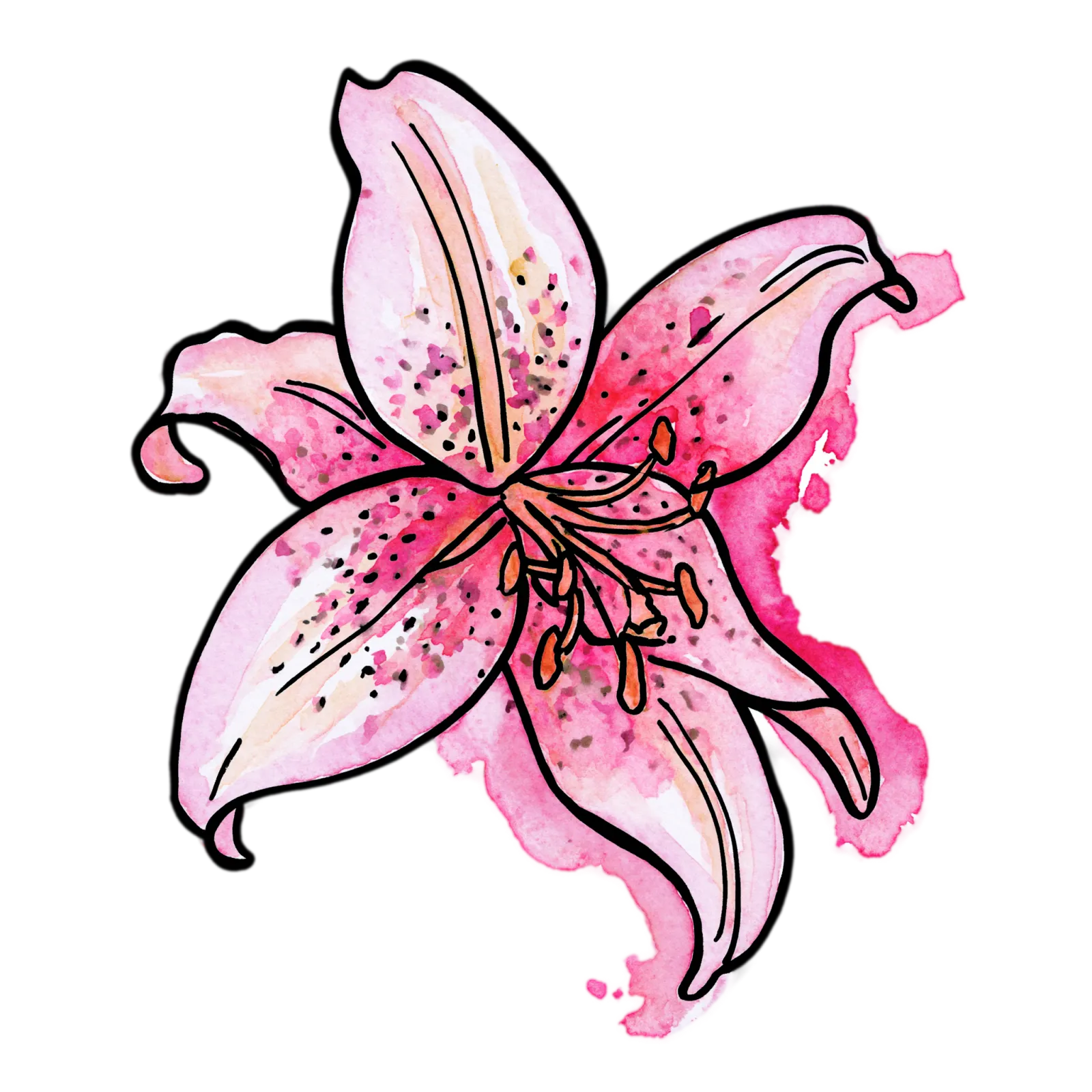 Pink Stargazer Lily