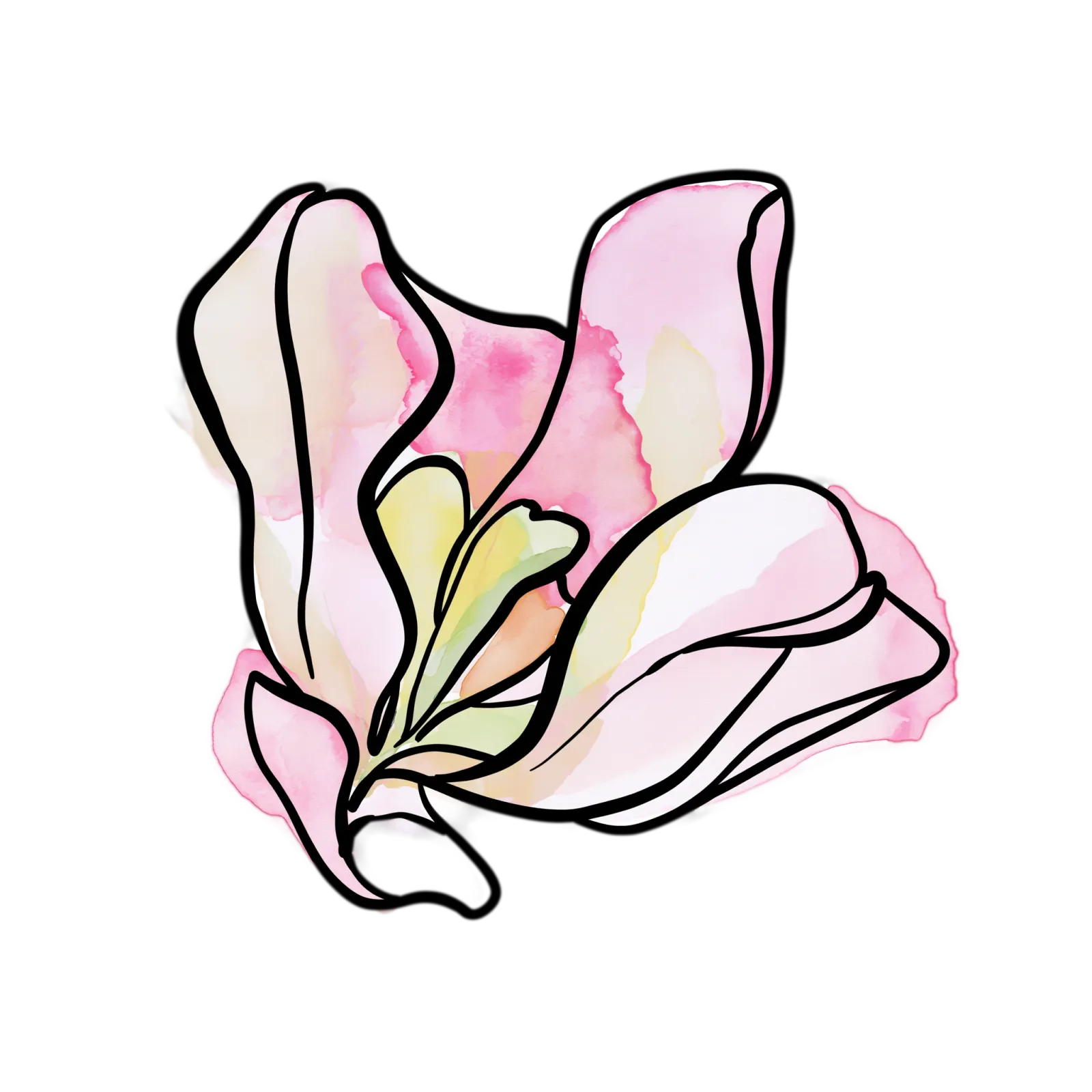 Pink Tulip