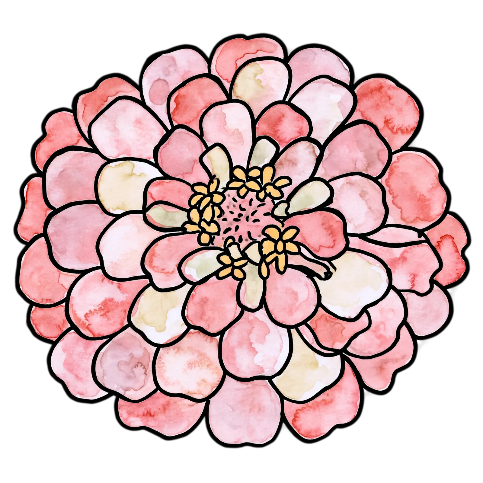 Pink Zinnia