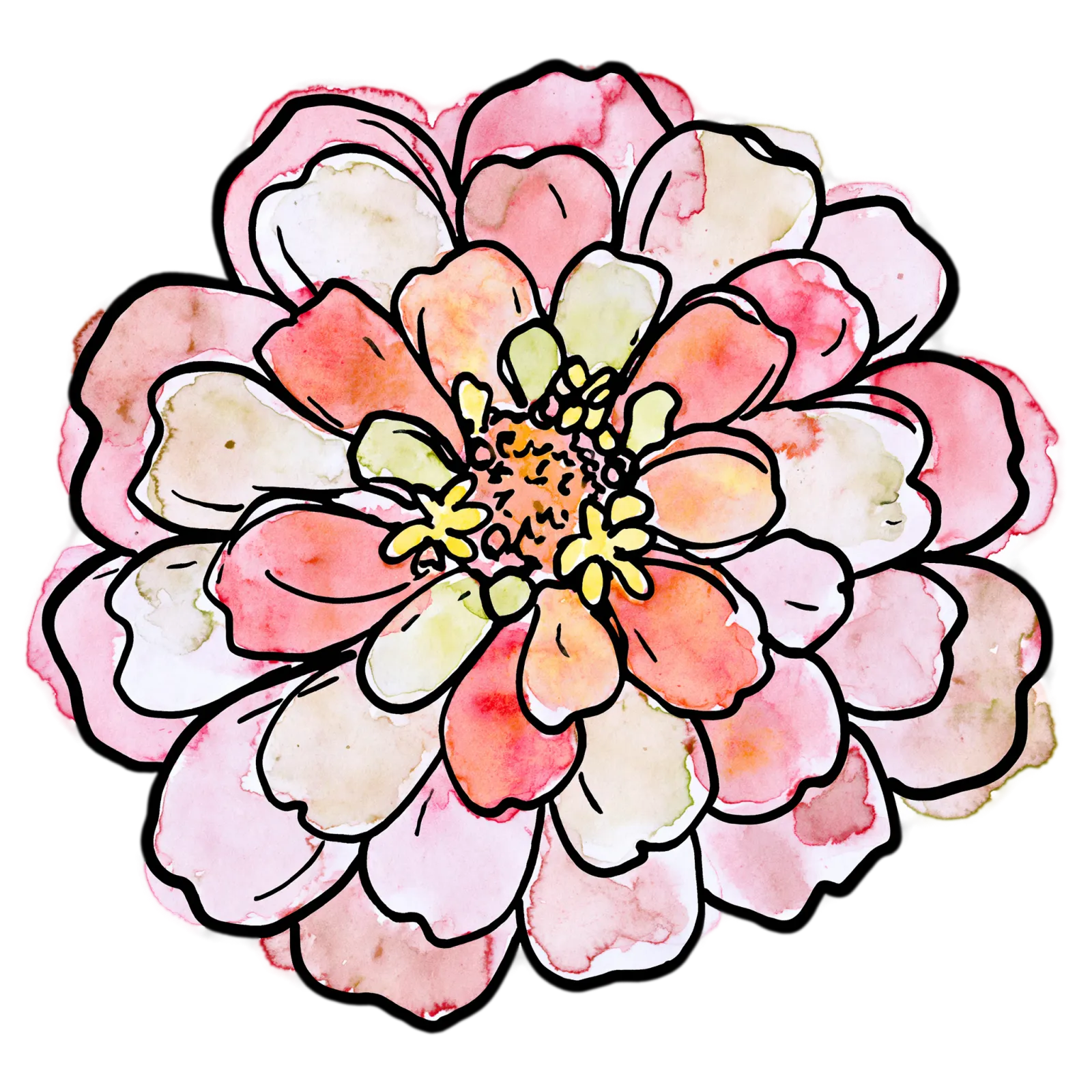 Pink Zinnia