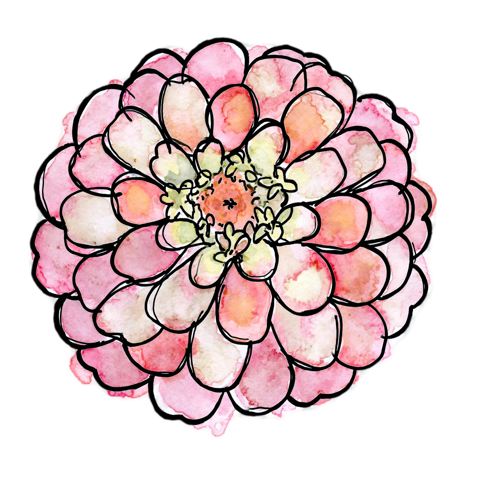 Pink Zinnia