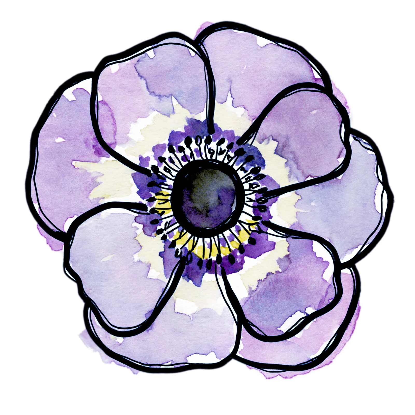 Purple Anemone