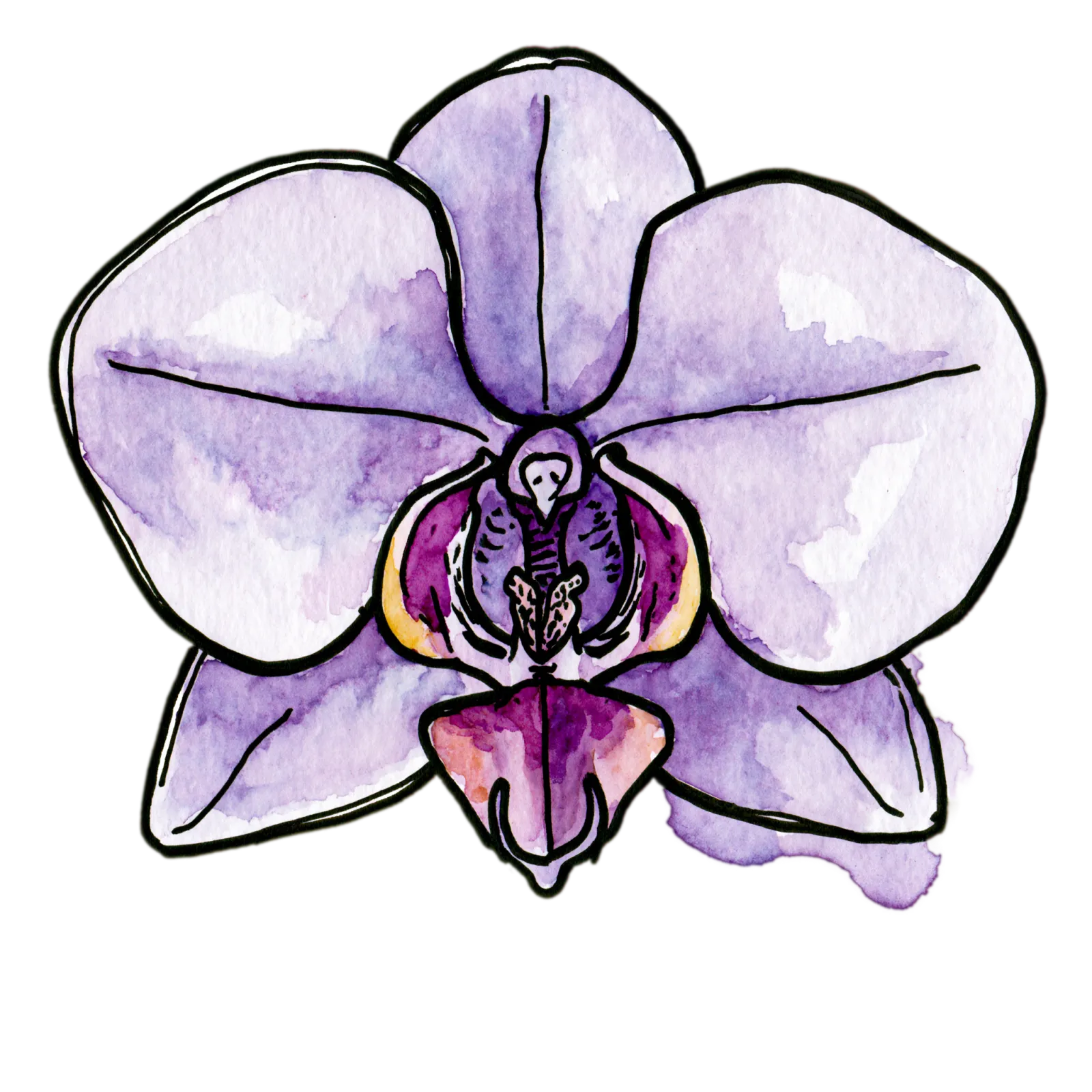Purple Orchid