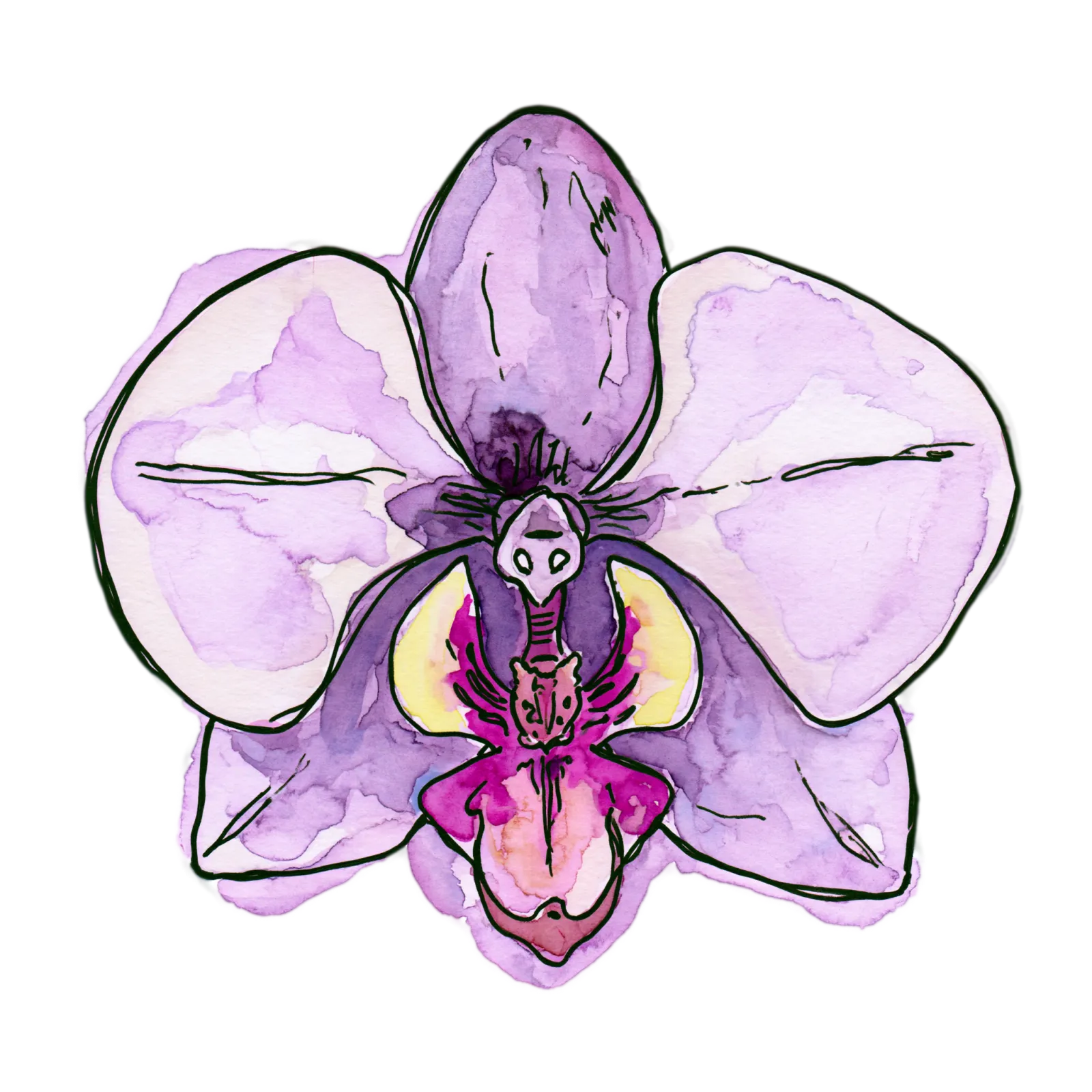 Purple Orchid