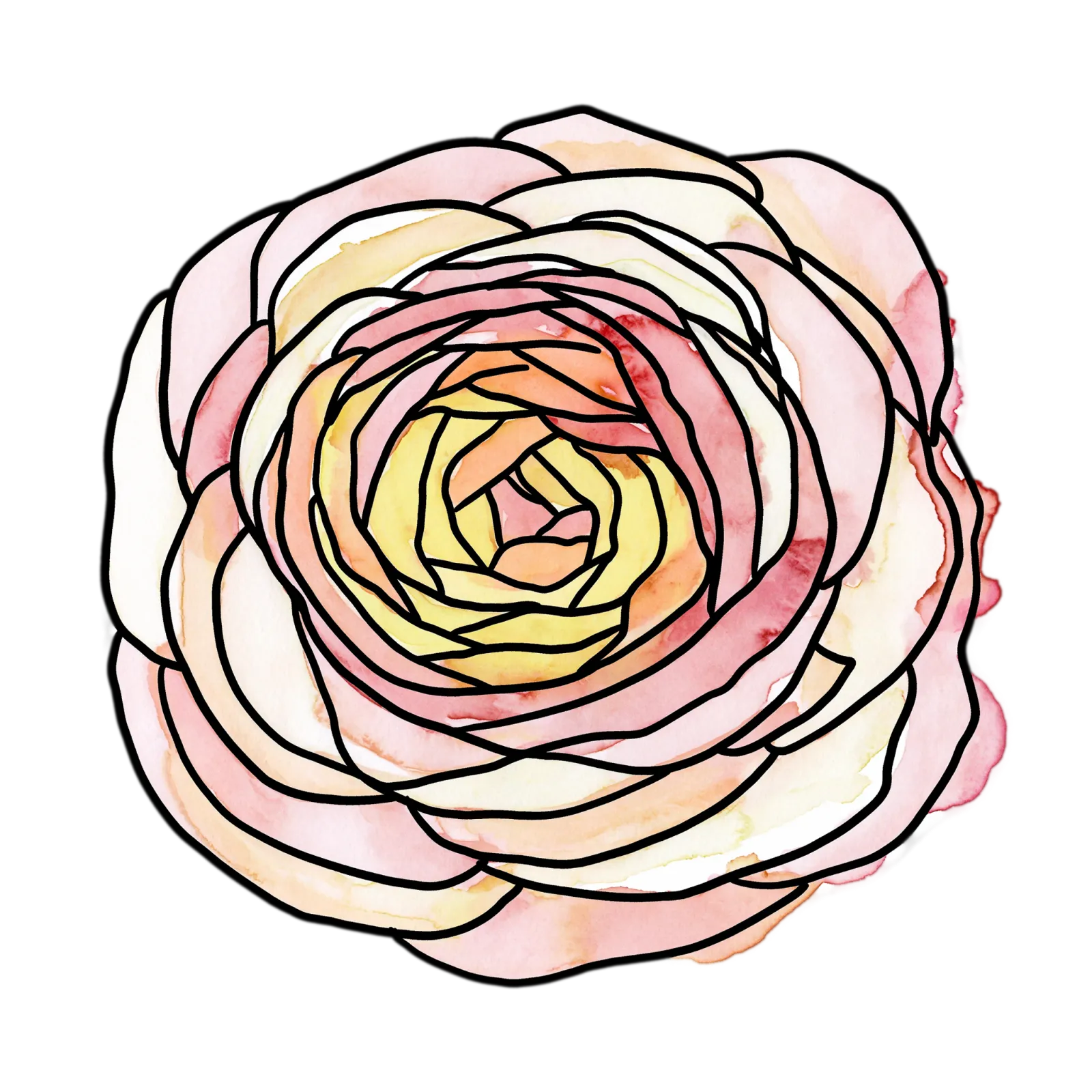 Ranunculus