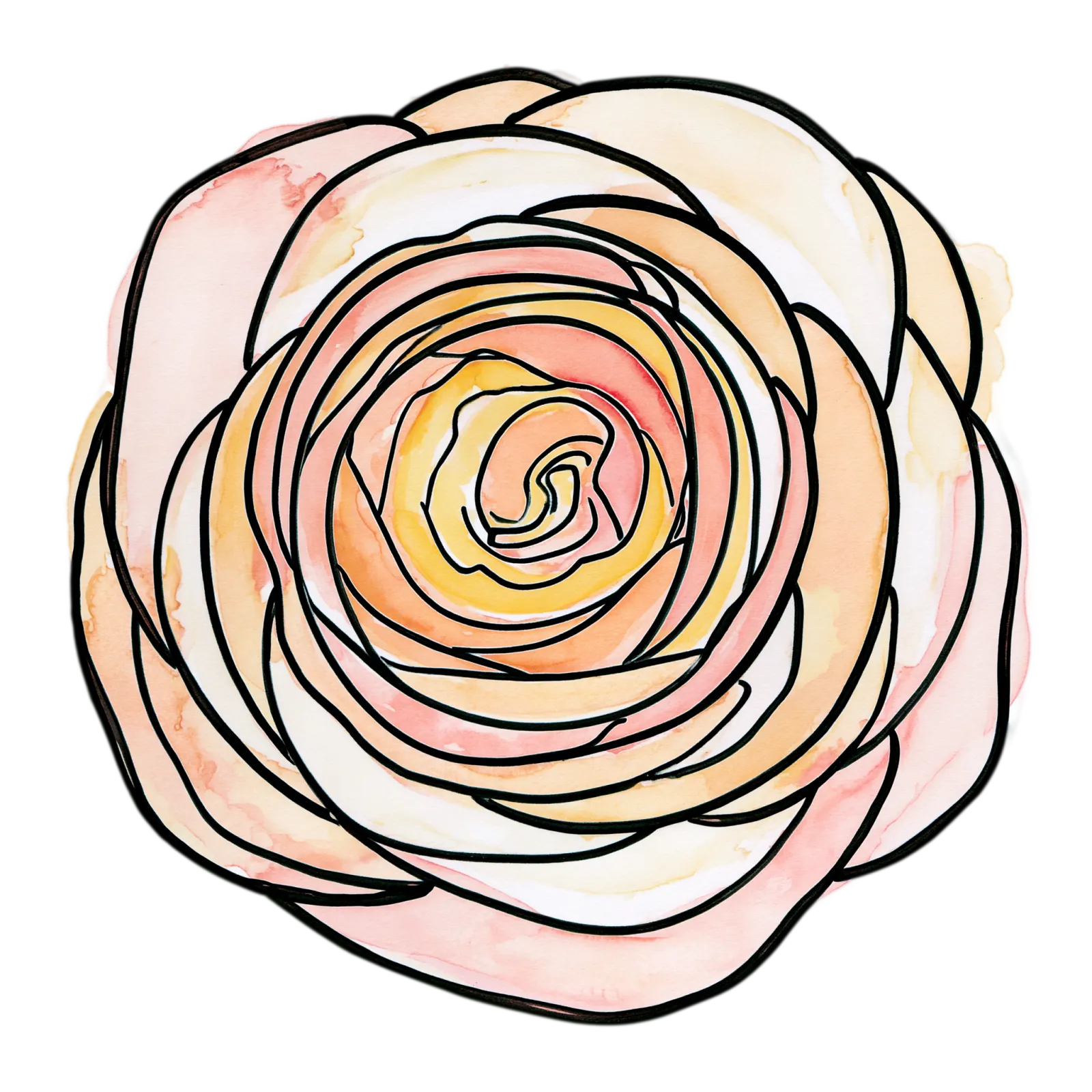 Ranunculus