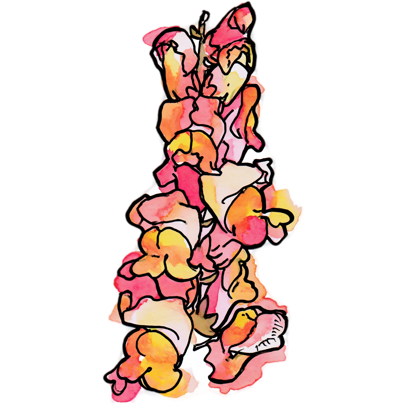 Snapdragon