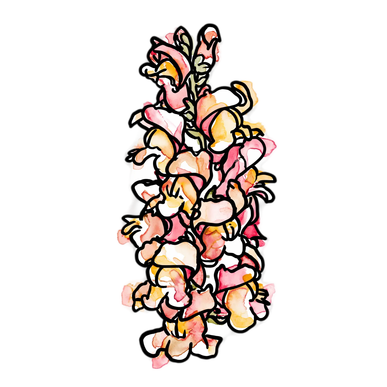 Snapdragon