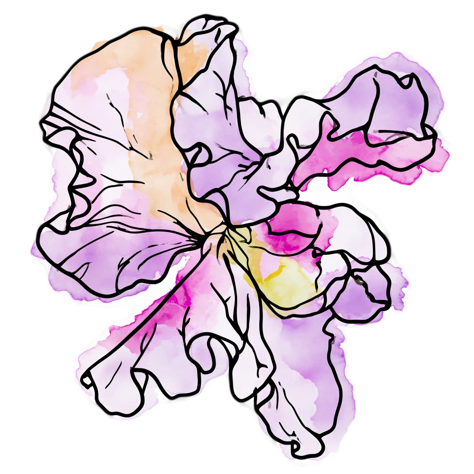 Sweet Pea
