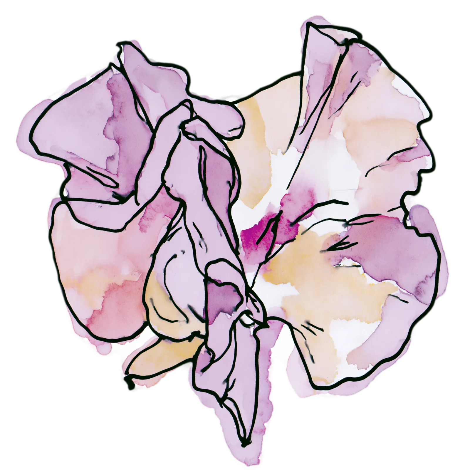 Sweet Pea