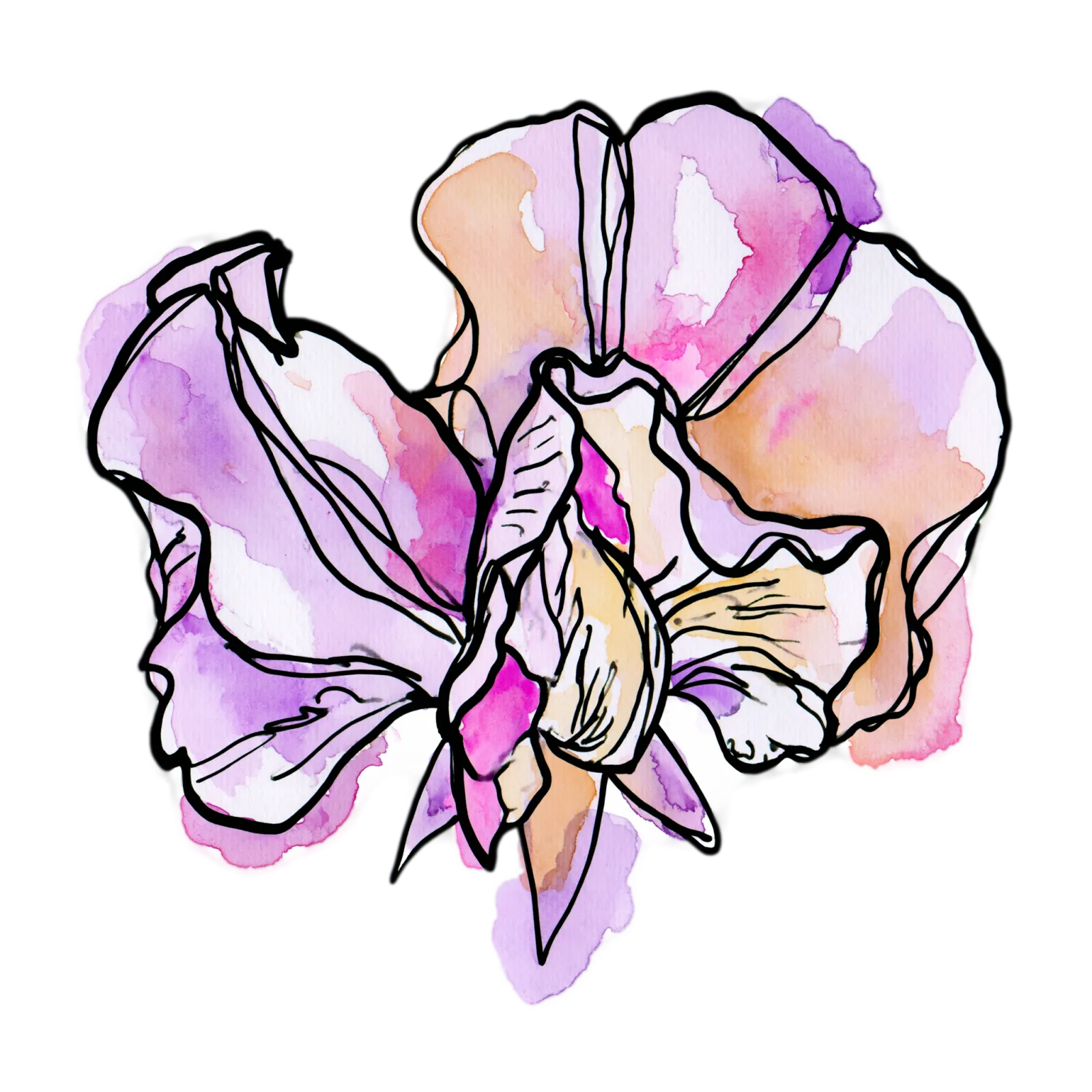 Sweet Pea