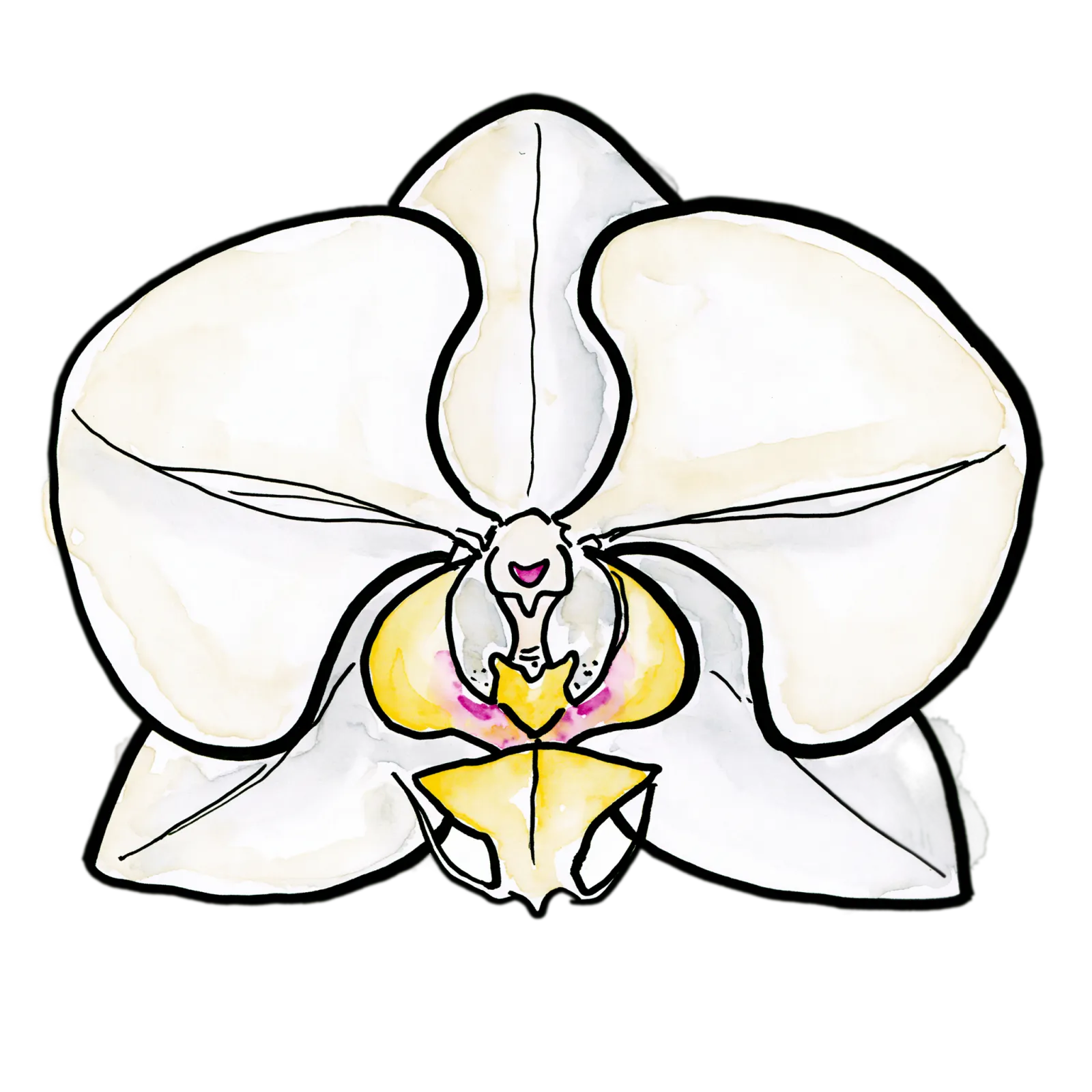 White Phalaenopsis Orchid