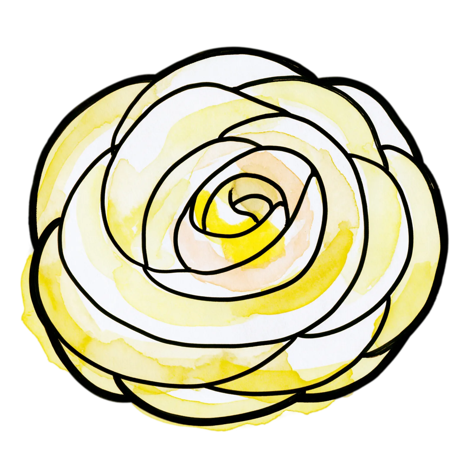 Yellow Ranunculus