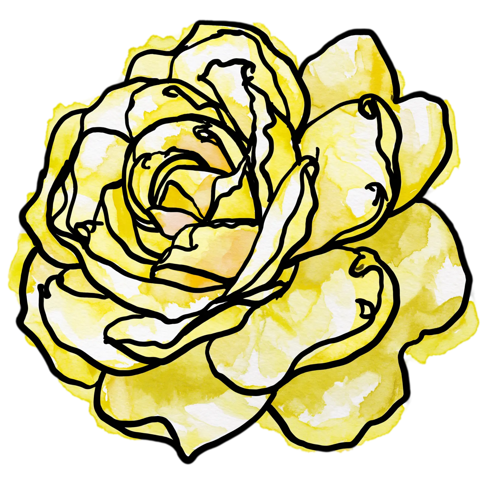 Yellow Rose