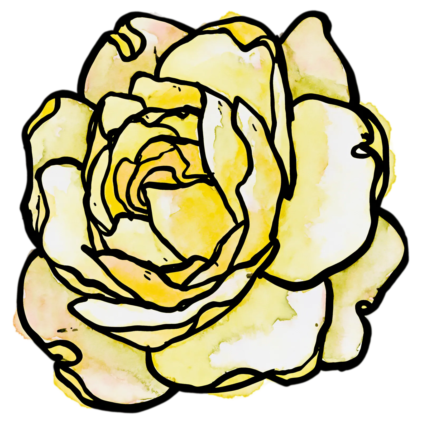 Yellow Rose